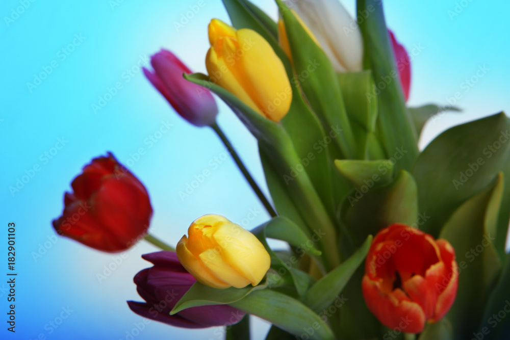 Tulip flower in studio quality 8 March postcard Tulip flower in studio quality 8 March postcard