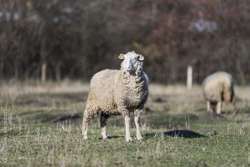 Obraz premium sheep pasture field