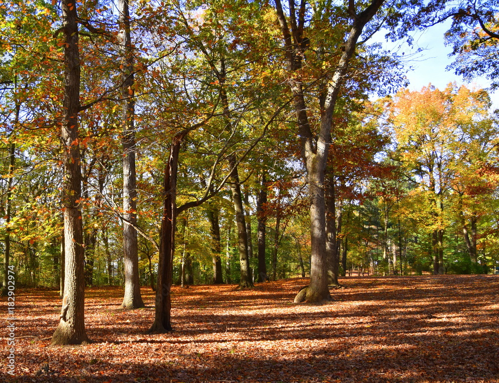 View of clearing in the forest