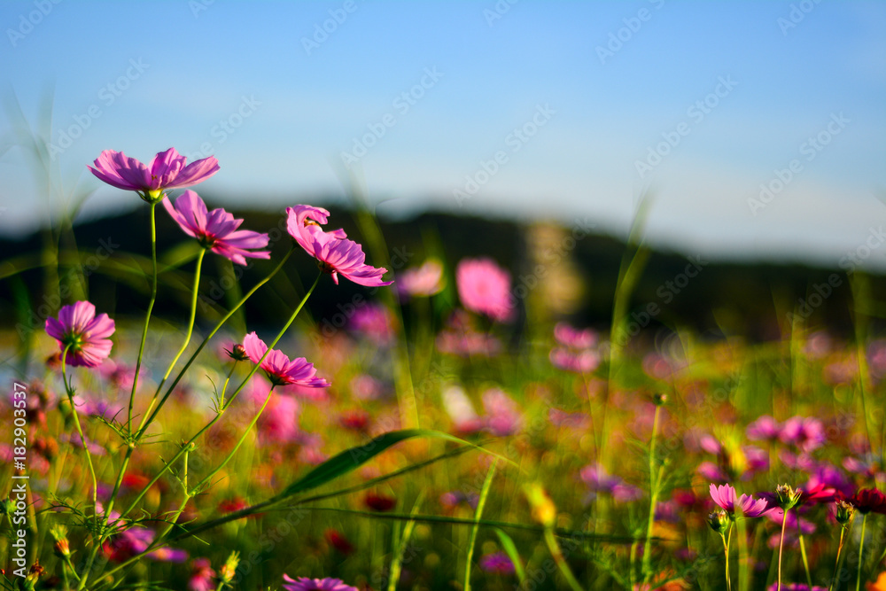 Obraz premium Cosmos flowers in the garden.