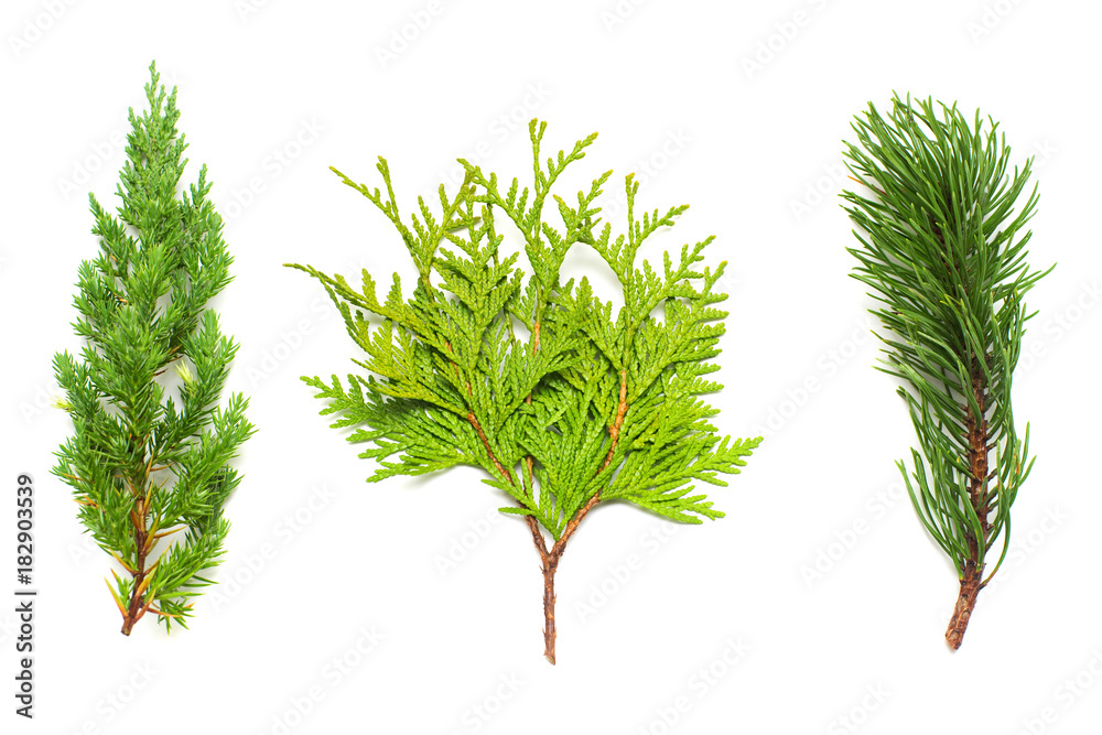 A collection of branches pine, juniper and thuja isolated on white background. Coniferous trees. Winter. Christmas card. Flat lay, top view