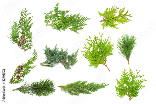 A collection of branches pine, juniper, thuja and cones isolated on white background. Coniferous trees. Winter. Christmas card. Flat lay, top view