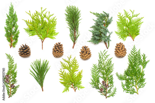 A collection of branches pine, juniper, thuja and cones isolated on white background. Coniferous trees. Winter. Christmas card. Flat lay, top view