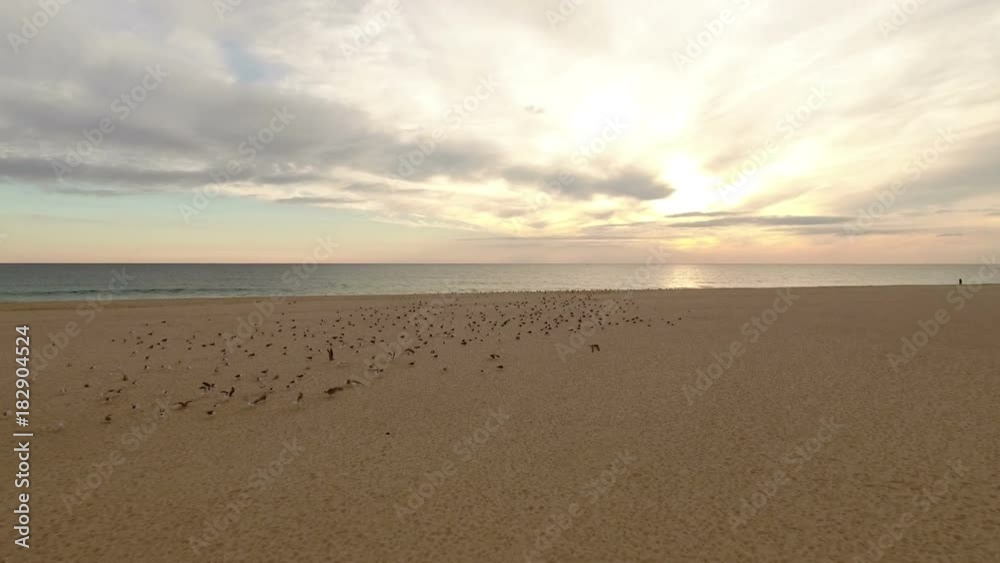 Aerial. Video from the air, seagulls fly on the beach sea. Portugal Aerial. Video from the air, seagulls fly on the beach sea. Portugal