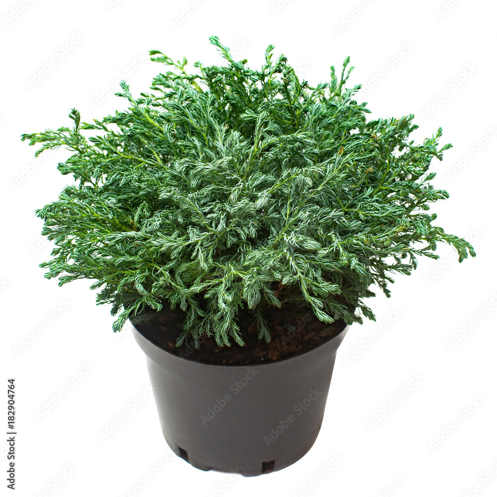 Juniperus in a pot isolated on white background. Coniferous trees. Flat lay, top view Juniperus in a pot isolated on white background. Coniferous trees. Flat lay, top view