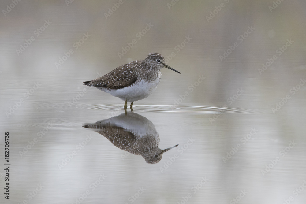 solitary sandpiper (Tringa solitaria) in spring solitary sandpiper (Tringa solitaria) in spring