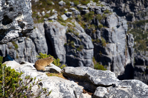 Table mountain in cape town