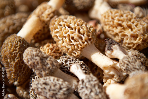 Background of fresh morel mushrooms