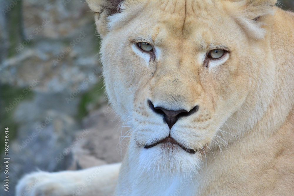 The lioness staring at prey The lioness staring at prey