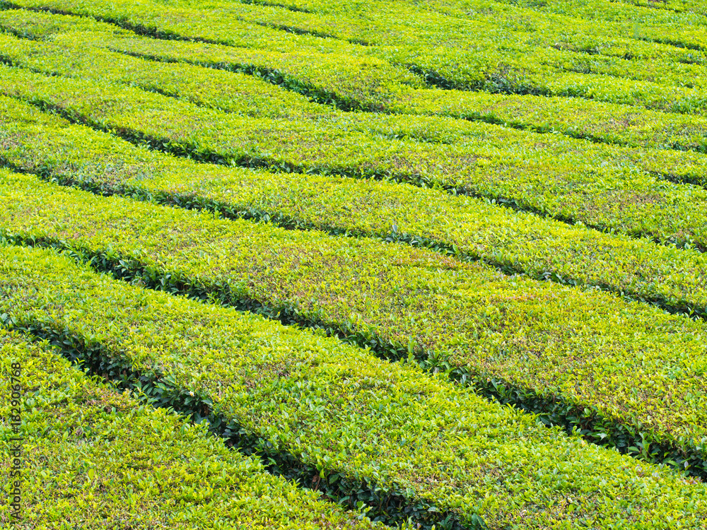 Tea plantation in Porto Formoso, Azores, Portugal Tea plantation in Porto Formoso, Azores, Portugal
