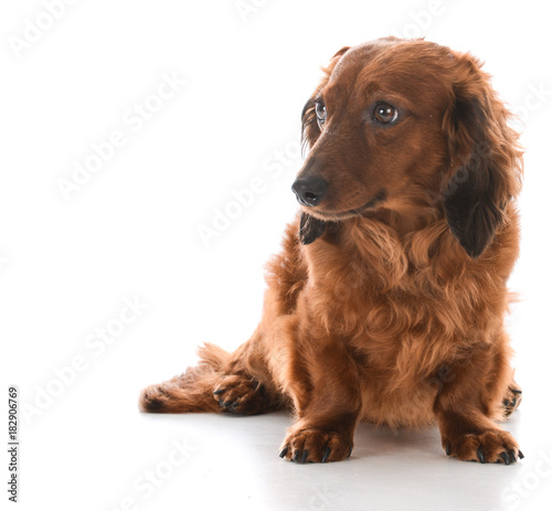 miniature dachshund sitting