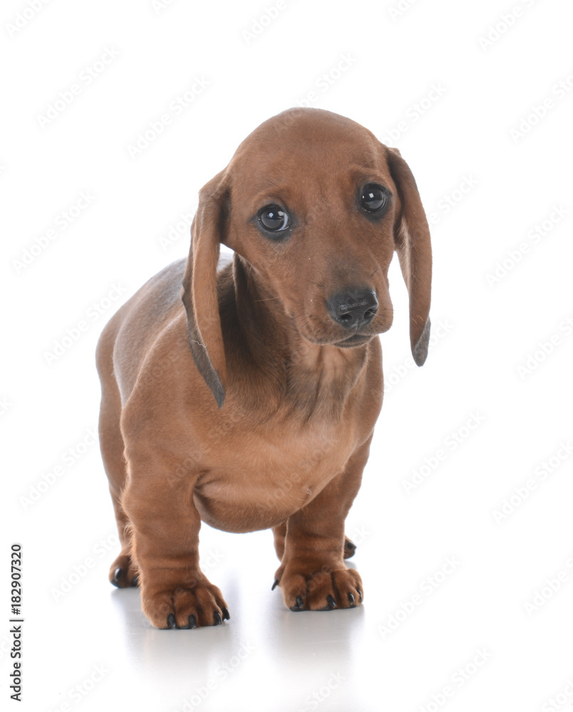 adorable male dachshund puppy