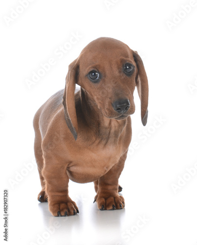 adorable male dachshund puppy