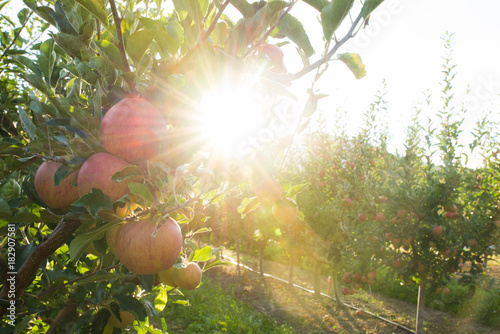 Apple tree with apple fruit and sun beams in the okanagan valley