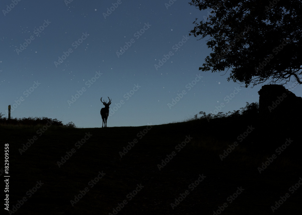 Silhouette of a Deer on the crest of a hill as the star shine above