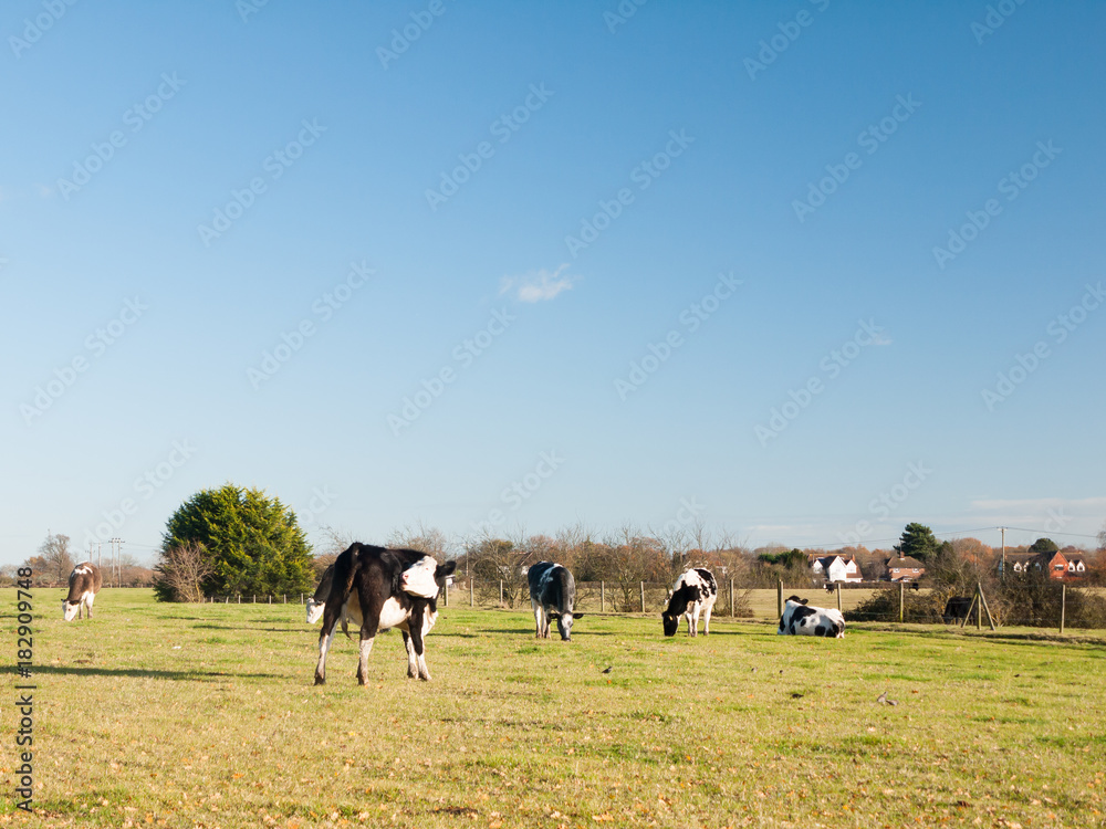 grazing black and white dairy farm cows grassland green blue sky grazing black and white dairy farm cows grassland green blue sky