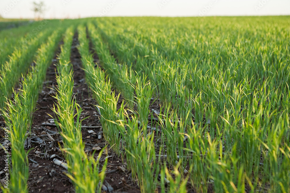 Fresh young agricultural crop in a spring field Fresh young agricultural crop in a spring field