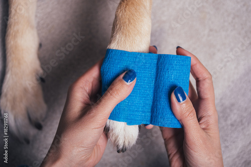 Fototapeta Naklejka Na Ścianę i Meble -  Girl putting blue bandage on injured dog paw