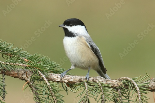 Canvas-taulu Black-capped Chickadee (poecile atricapilla)