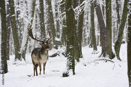 Fallow deer  Dama dama  in the winter forest