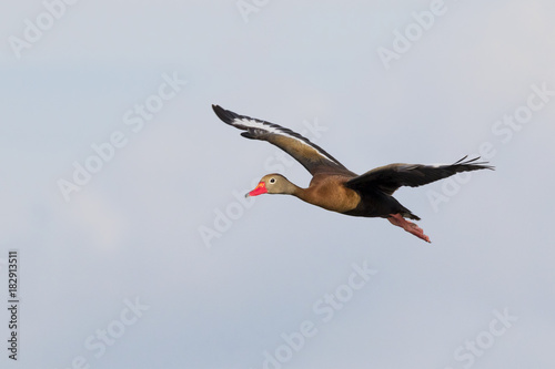 Black-bellied whistling duck (Dendrocygna autumnalis) flying, Galveston, Texas, USA.