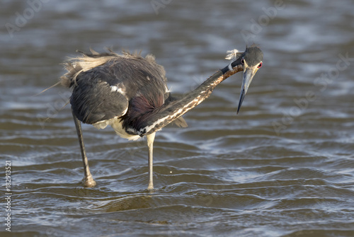 Tricolored heron (Egretta tricolor) hunting in shallow water near the ocean coast, Galveston, Texas, USA. photo