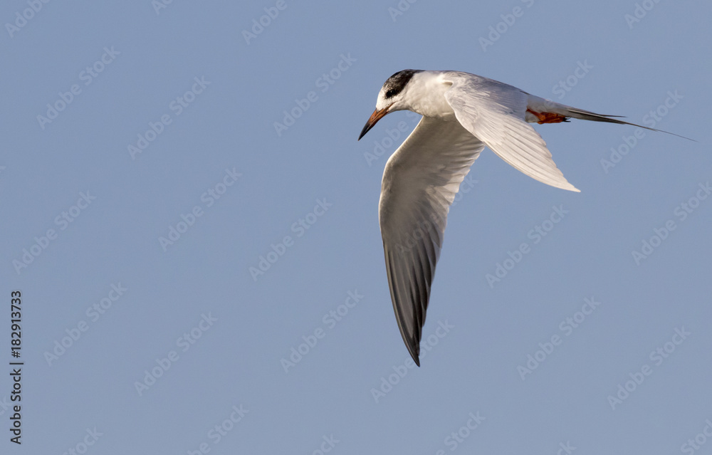 Forster’s tern (Sterna forsteri) flying, Galveston, Texas, USA Forster’s tern (Sterna forsteri) flying, Galveston, Texas, USA