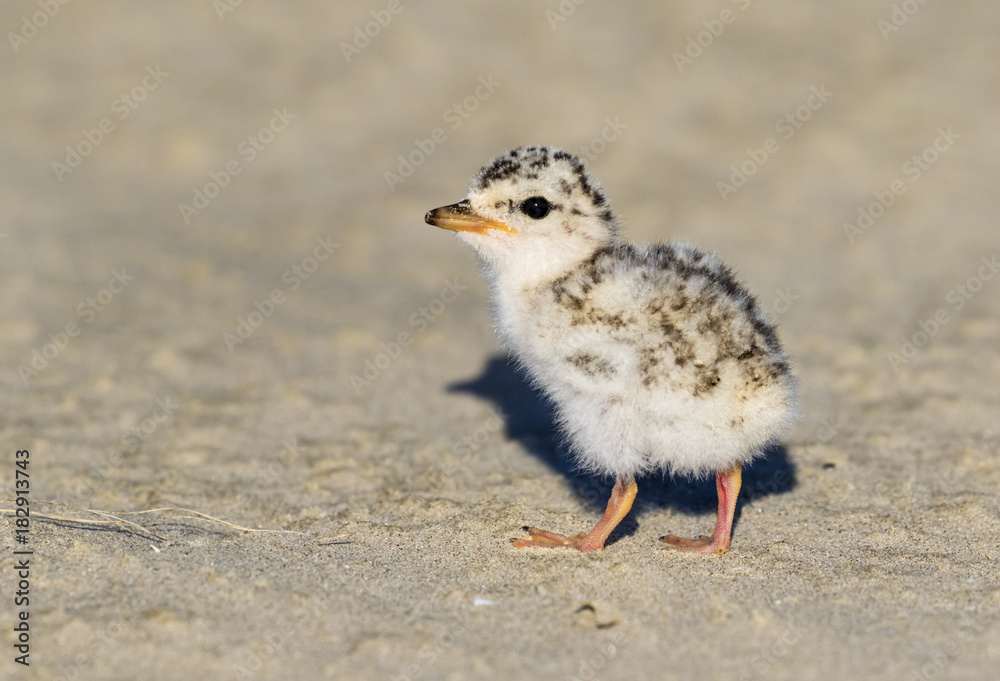 Chick of the least tern (Sternula antillarum) at the ocean beach, Galveston, Texas, USA.