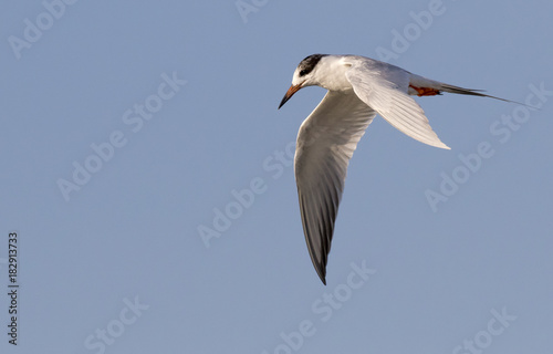 Forster   s tern  Sterna forsteri  flying  Galveston  Texas  USA