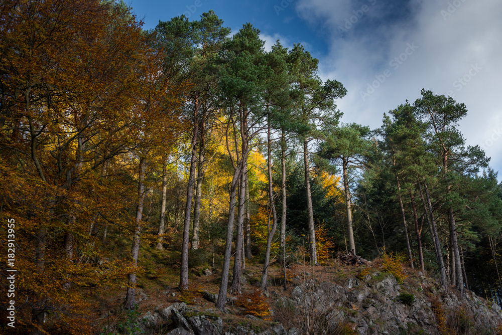 Fototapeta premium Blairadam