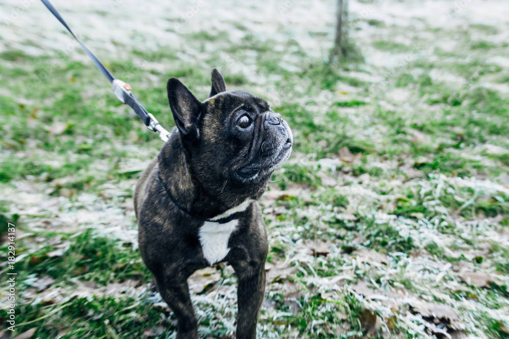 portrait of a French bulldog on a winter grass