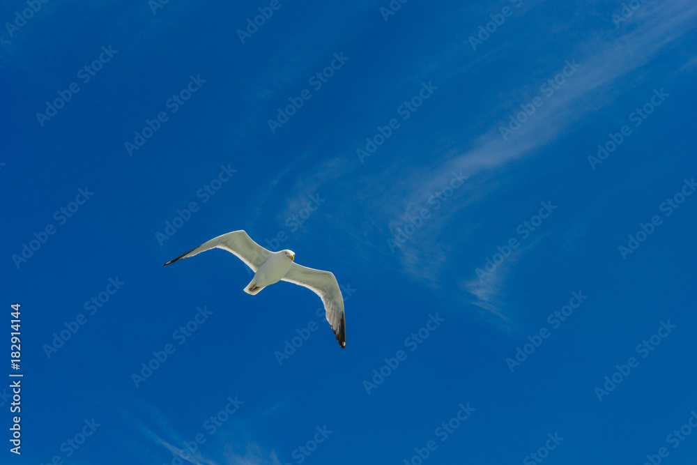 White gull flying Lower New York Bay