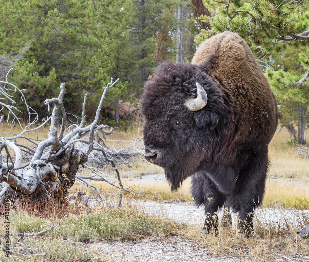 Male American bison (Bison bison) , Yellowstone National Park, Wyoming, USA. Male American bison (Bison bison) , Yellowstone National Park, Wyoming, USA.