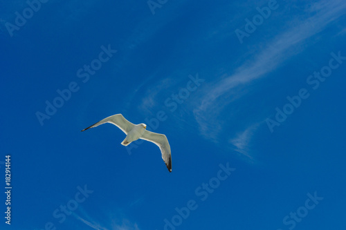 White gull flying Lower New York Bay