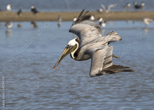 Brown pelican (Pelecanus occidentalis) diving, Galveston, Texas, USA