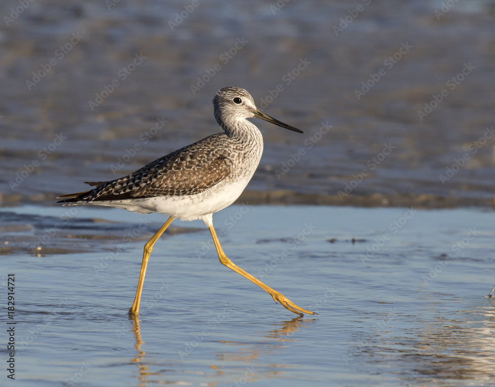 Greater yellowleg (Tringa melanoleuca) wading in shallow water of tidal marsh, Galveston, Texas, USA. Greater yellowleg (Tringa melanoleuca) wading in shallow water of tidal marsh, Galveston, Texas, USA.