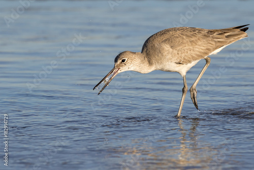 Willet (Tringa semipalmata) feeding in shallow water near the ocean coast, Galveston, Texas, USA.
