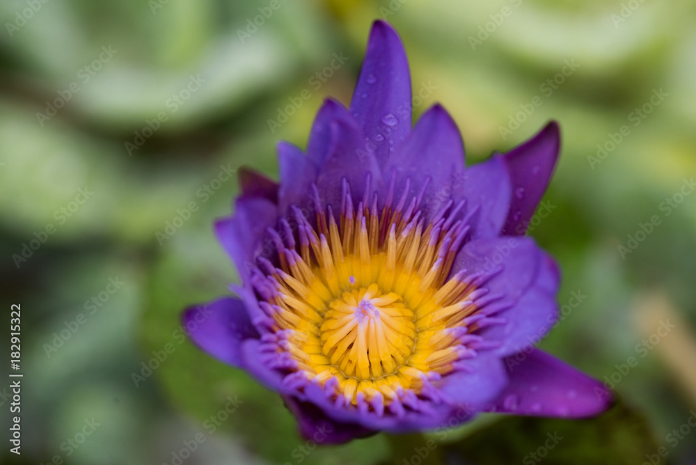 Close-up shot of purple waterlily blooming Close-up shot of purple waterlily blooming