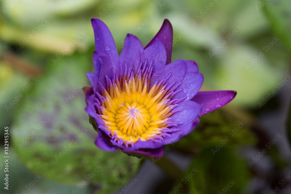 Close-up shot of purple waterlily blooming Close-up shot of purple waterlily blooming