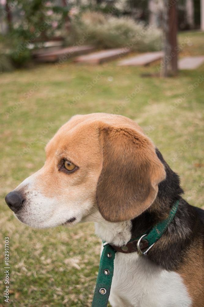 Perro Beagle con collar verde mirando de perfil