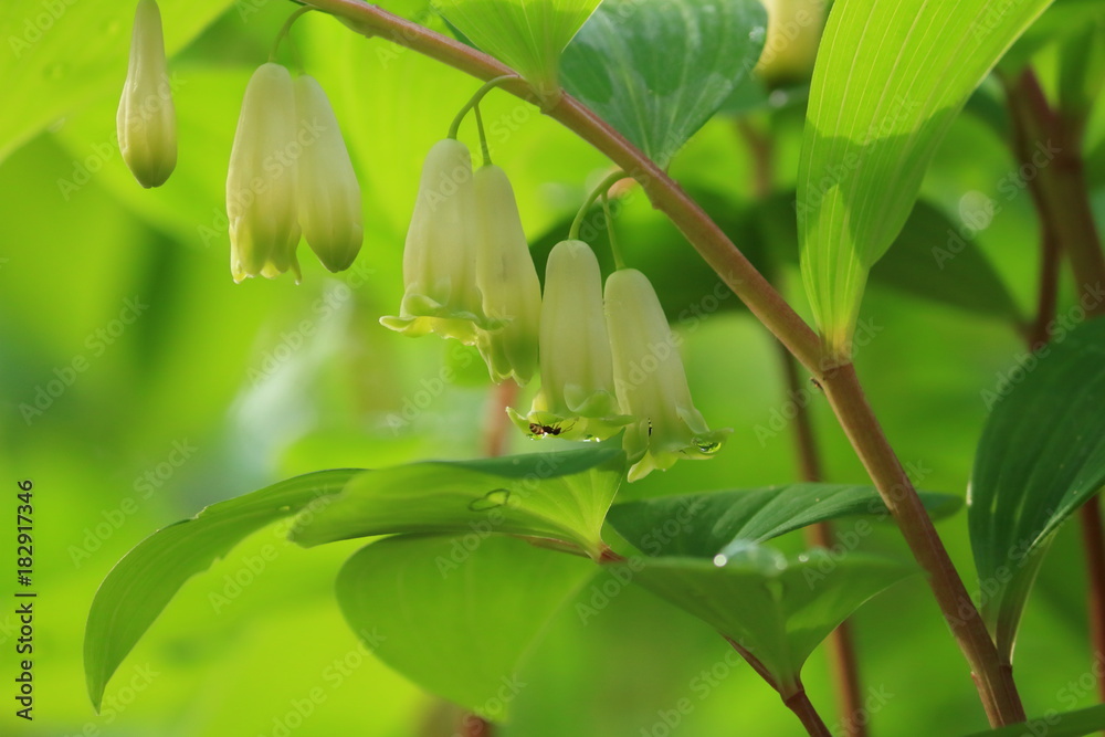 Fototapeta premium アマドコロ Solomon's Seal