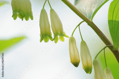 アマドコロ　Solomon's Seal photo