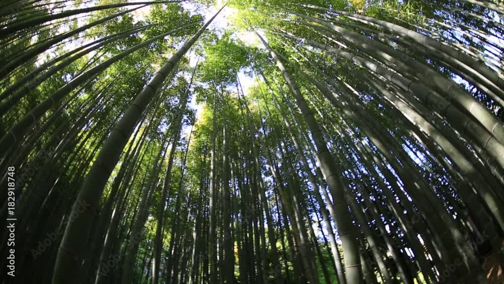 Green bamboo background. From the bottom to the top view of grove of bamboo garden. Take-dera Temple or Hokoku-ji Temple in Kamakura, Japan. Meditative and buddhism concept. fisheye panorama Green bamboo background. From the bottom to the top view of grove of bamboo garden. Take-dera Temple or Hokoku-ji Temple in Kamakura, Japan. Meditative and buddhism concept. fisheye panorama