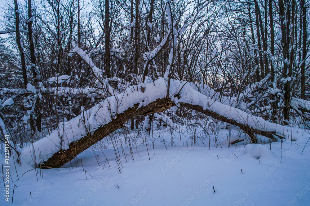 Fototapeta premium Snowy frozen trees after winter storm