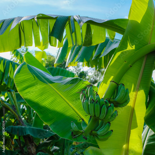 Banana tree with a bunch green bananas