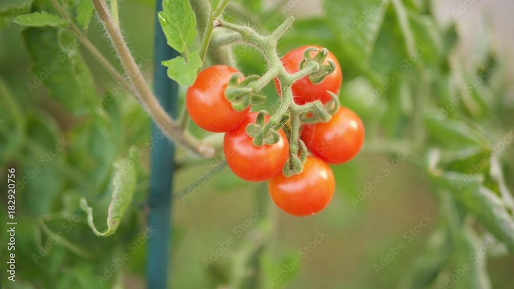 Tomates Cerises culuture biologique France