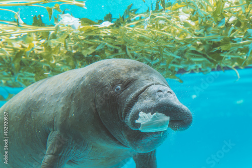 Manatee under water while eating and look at camera