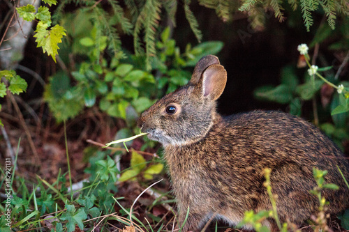 Marsh rabbit Sylvilagus palustris photo