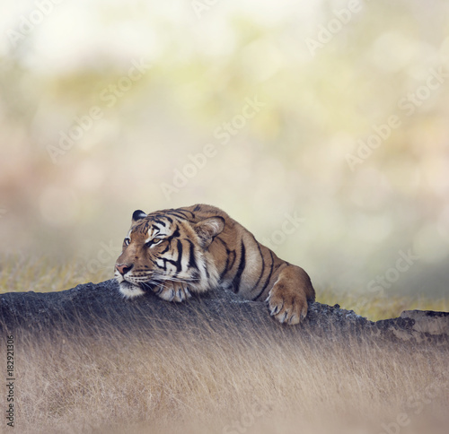 Bengal tiger resting