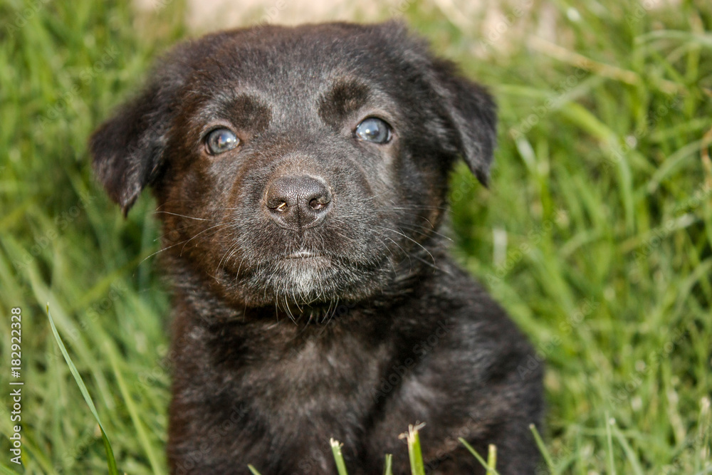 Cute black puppy looking at the camera